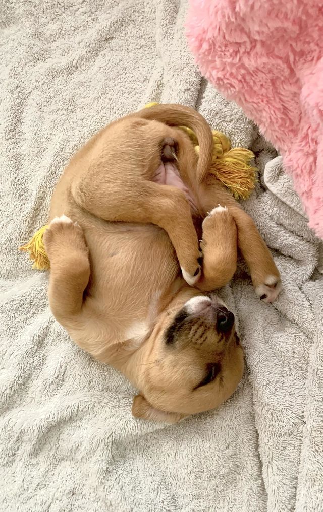 My sweet, sleepy little puppy girl!