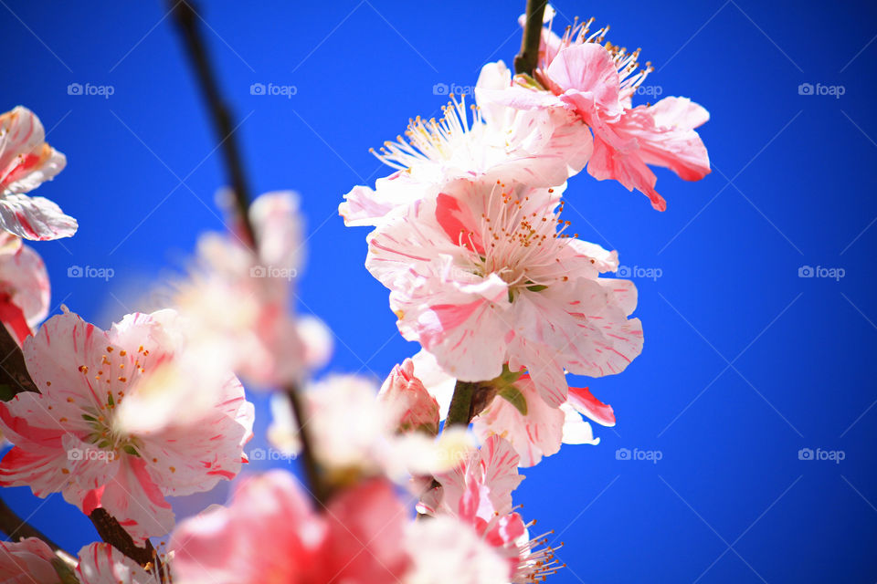 Close-up of blooming flowers