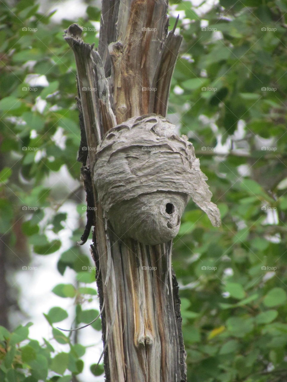 wasp nest