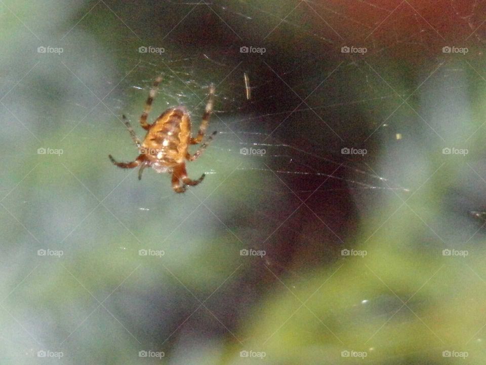 Spinne im Spinnennetz