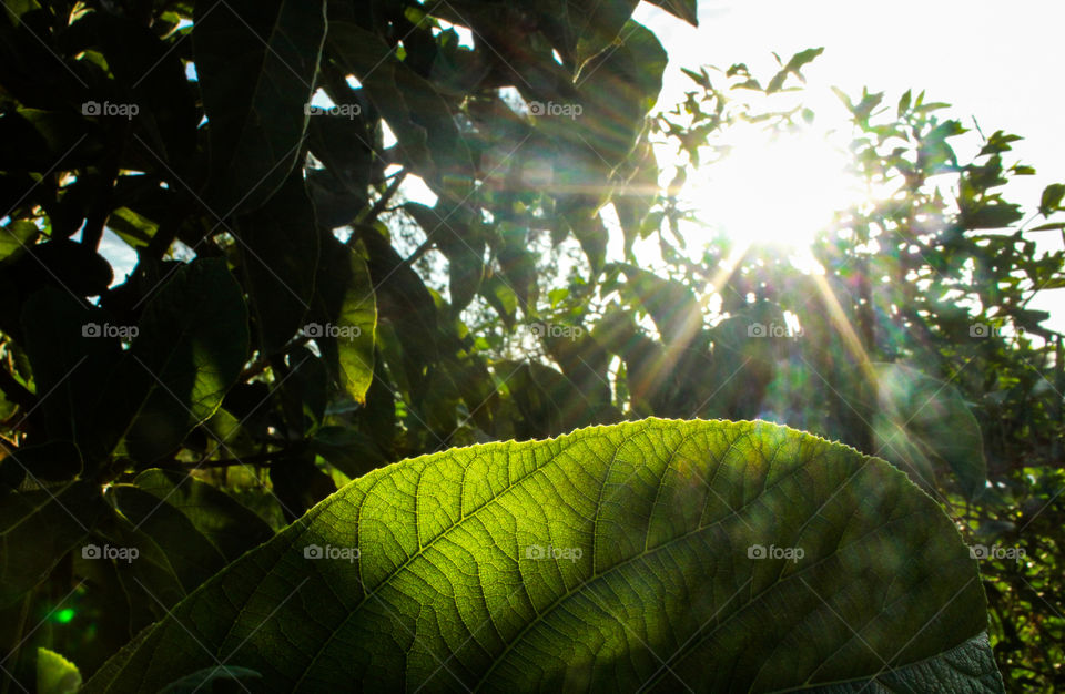 A ray of Sun giving life to living organism..  Simple representation of that