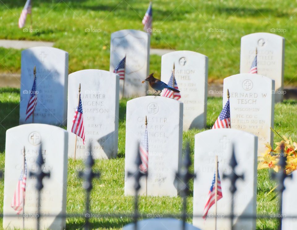 remembering the fallen brave on a sunny day in San Francisco California