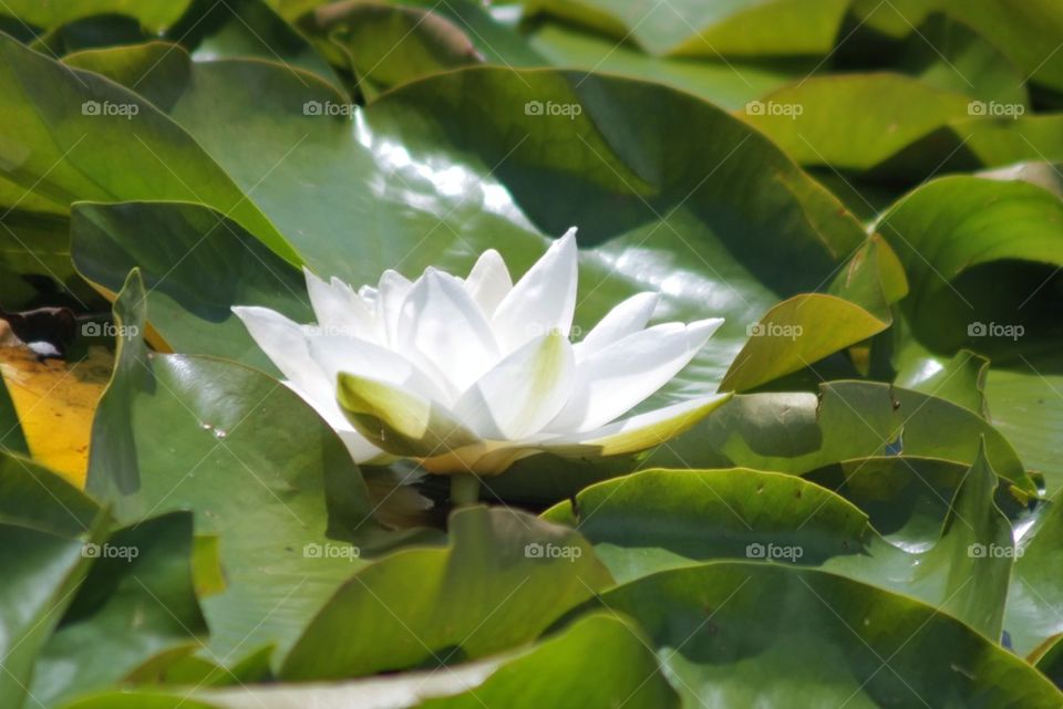 Close-up of a white flower covered by leaves