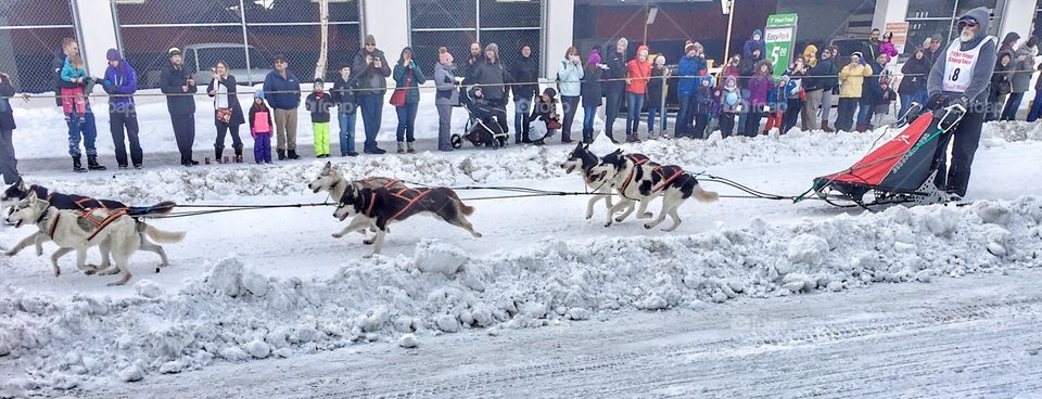 Dog sled competition