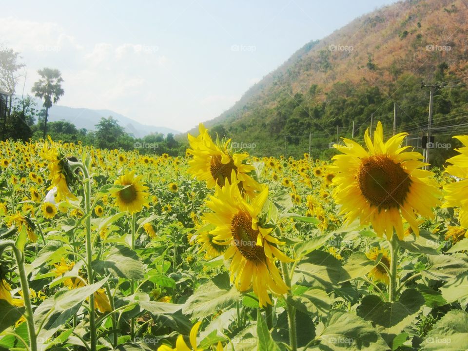 Signs of spring with sunflower 's field in Thailand