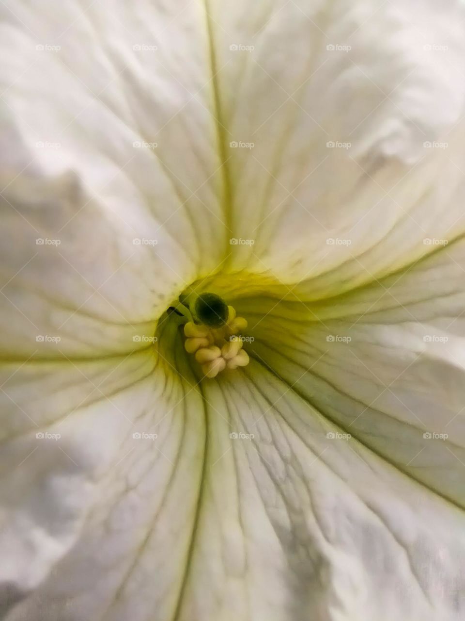 flower core