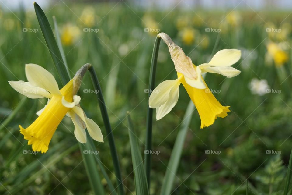 Jonquilles