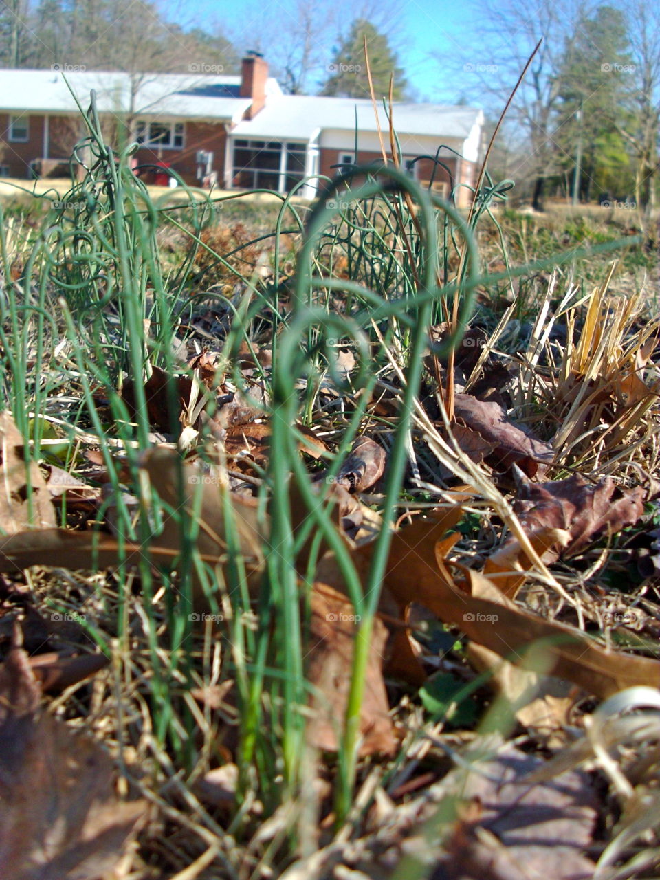 Nature, Outdoors, Leaf, Flora, Grass