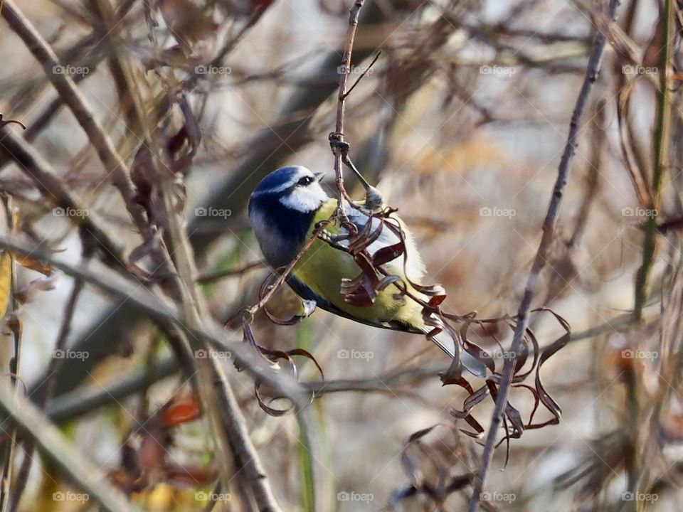 Blue tit