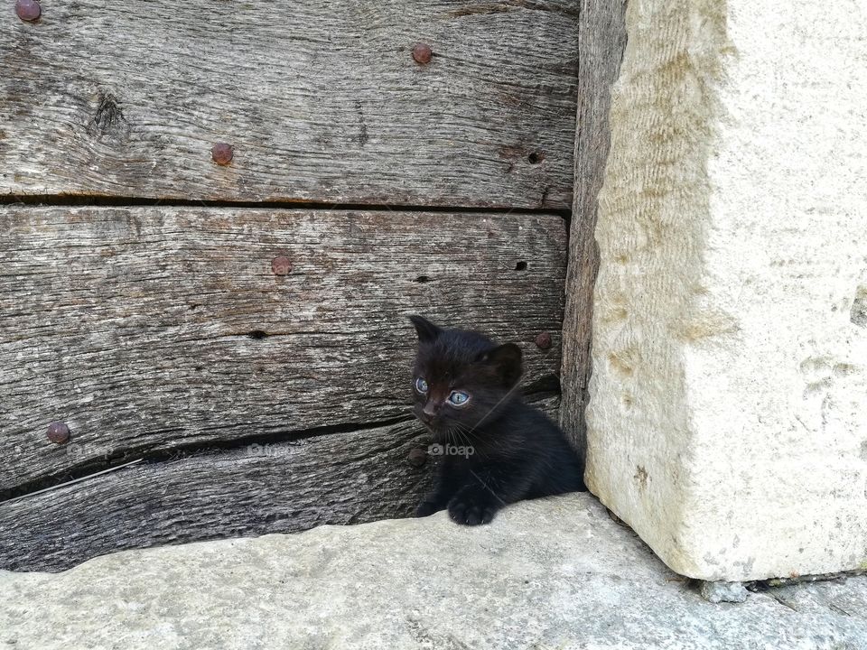 Black kitten with blue eyes comes out of his den