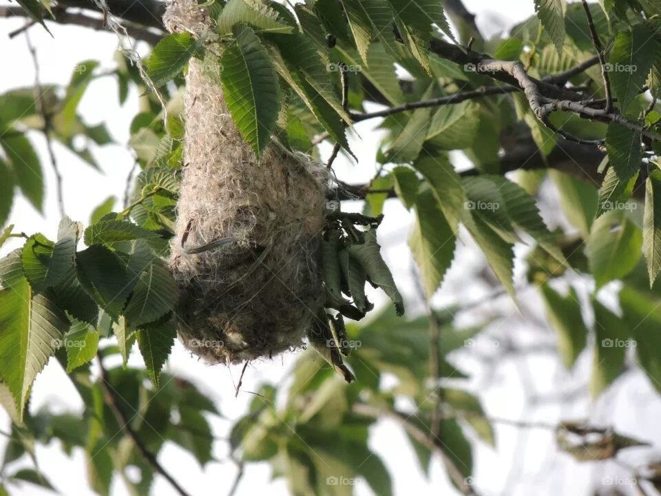 nest