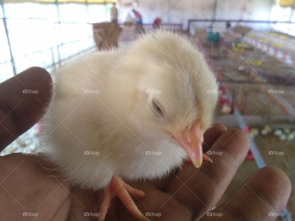poultry chicks