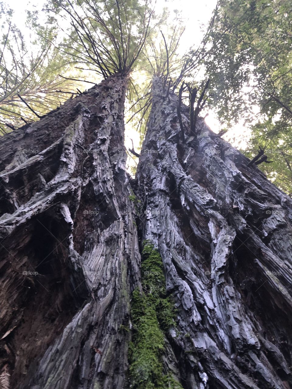 Redwood forrest