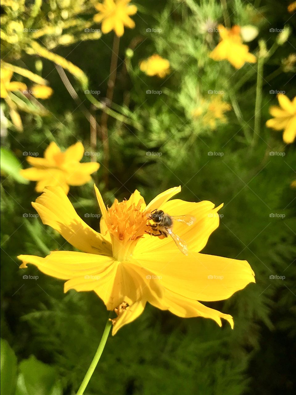 closeup of a bee on a yellow flower