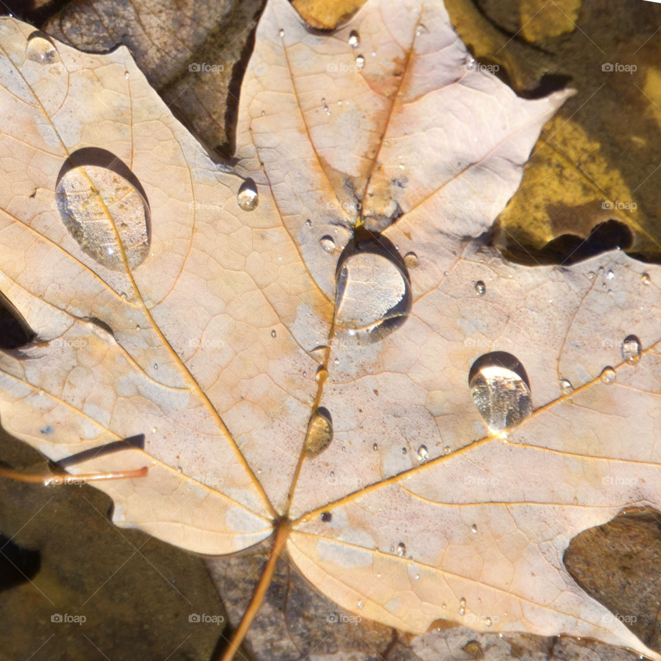 First sign of autumn... water drops on a leaf