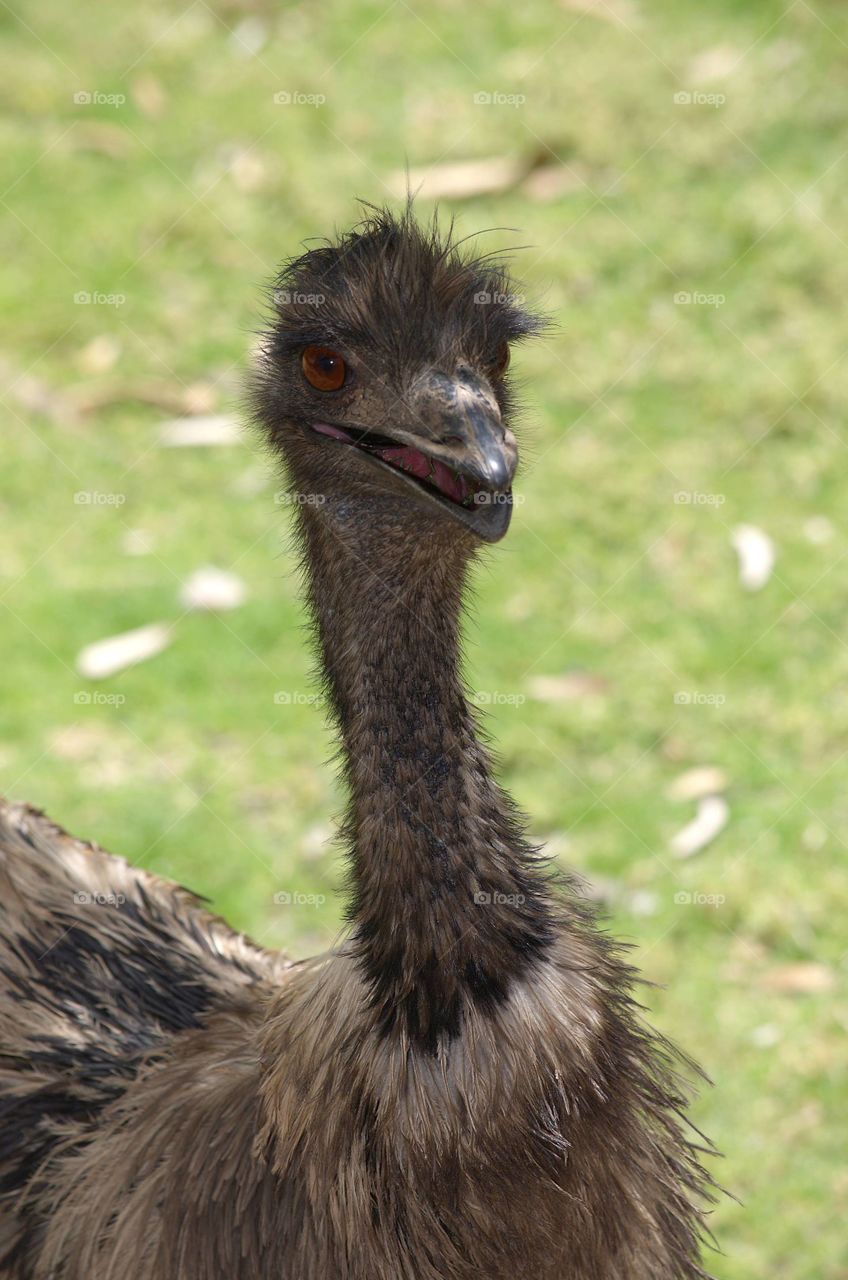 Emu