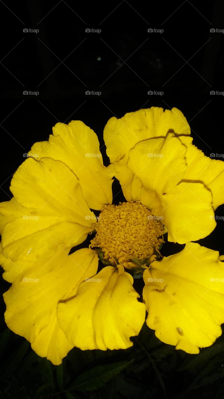 No Person, Flower, Nature, Flora, Petal