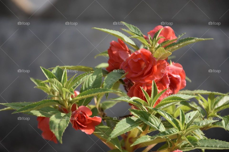 Dopati or Impatiens balsamina, commonly known as balsam, garden balsam, rose balsam, etc. is a species of plant native to India and Myanmar. I took the beautiful flower picture from my roof garden.