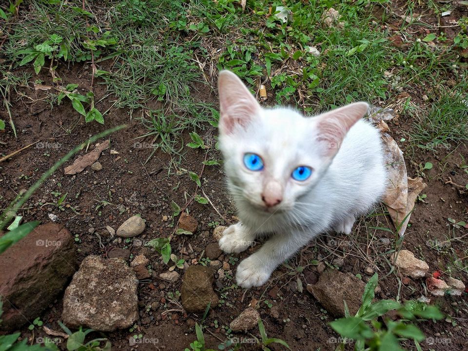 White kitten with beautiful eyes among the green grass