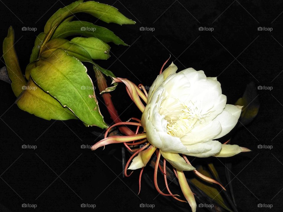 Epiphyllum anguliger, in Indonesia called Wijaya Kusuma, the flowers are big white and bloom only overnight