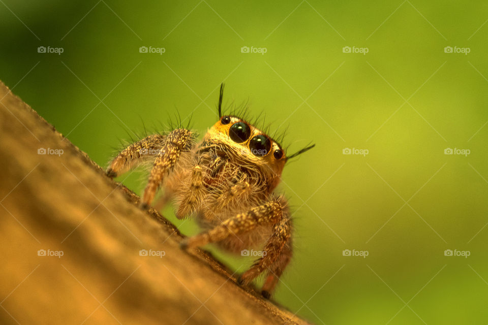 Jumping Spider