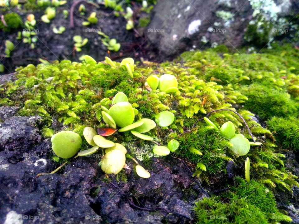 Leafy moss