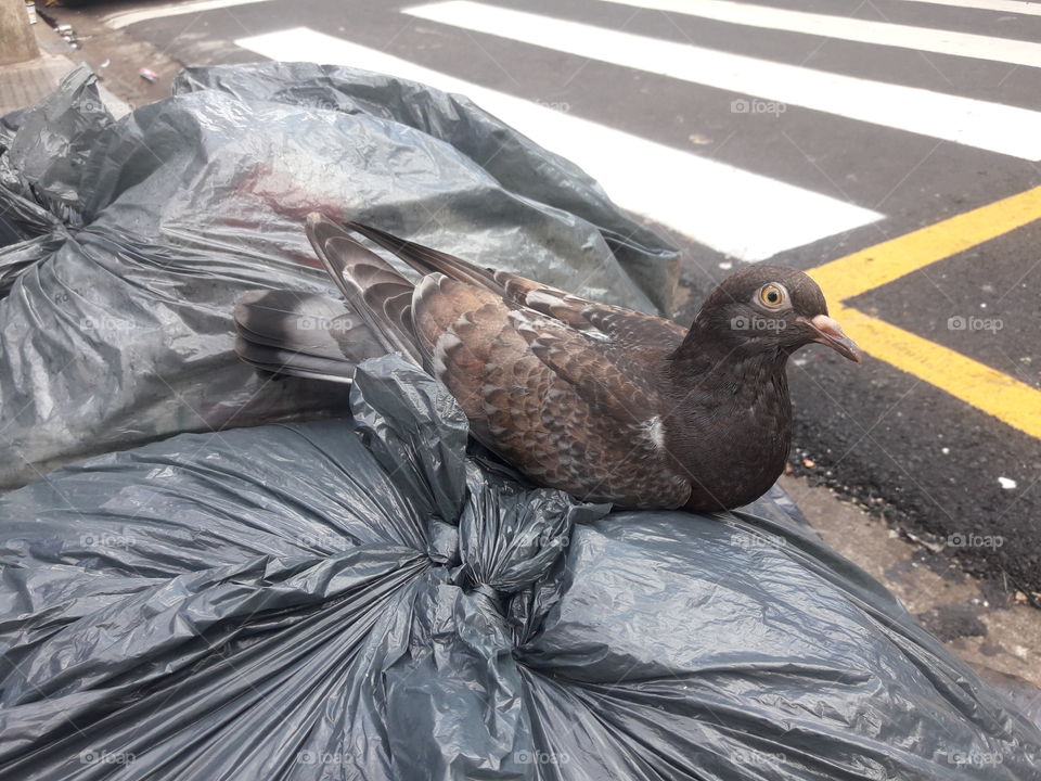 Pombinha em cima do saco de lixo