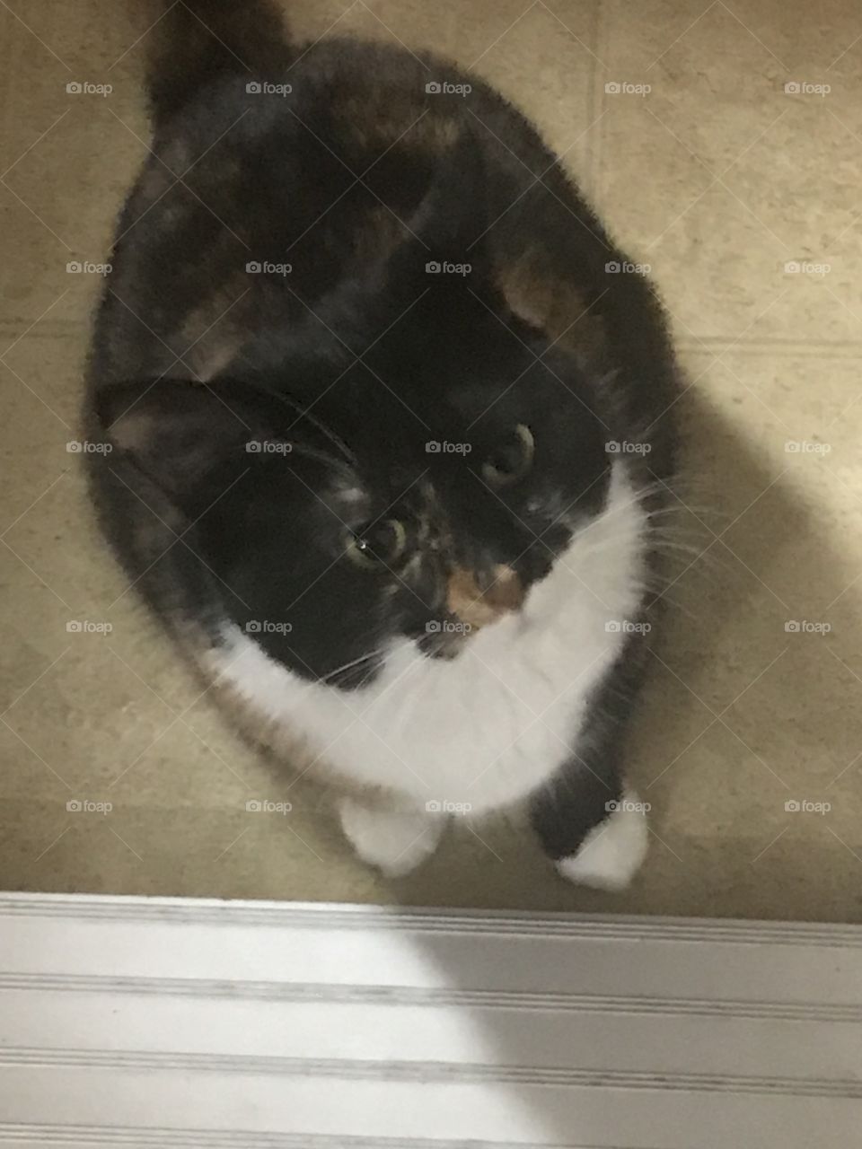 Chatte attentionnée 