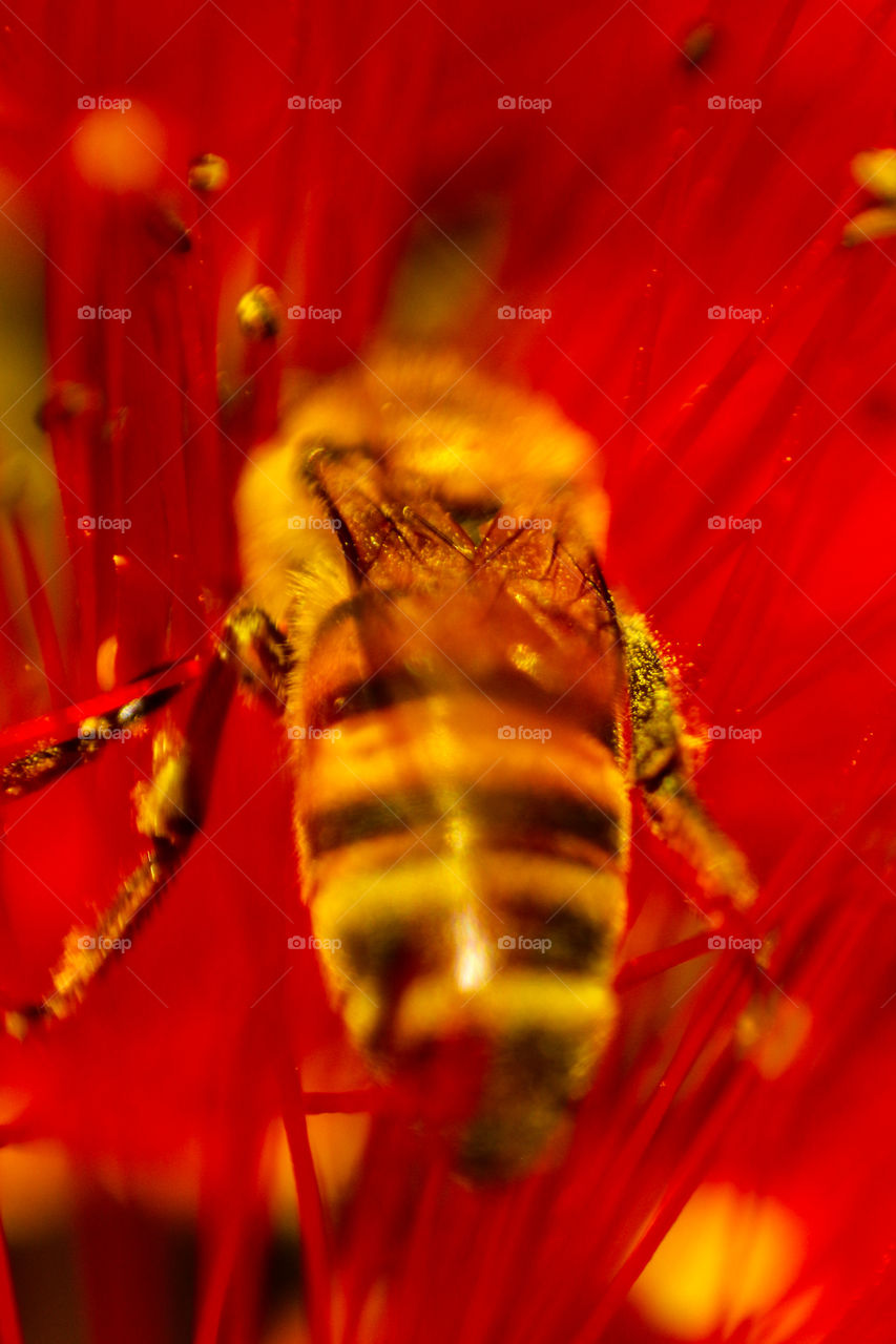 back of a bee