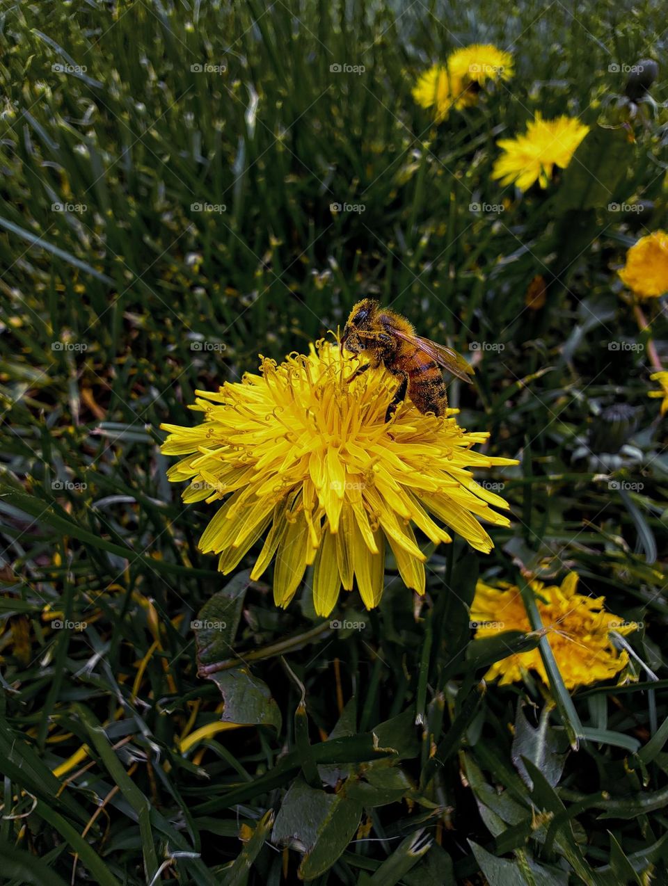 Honey bee sitting on a yellow spring flower.