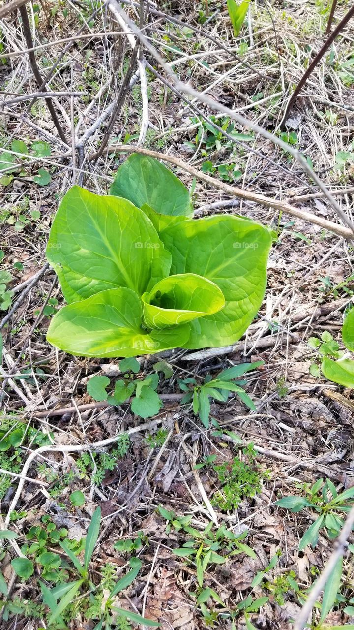 Big Leafed Plant