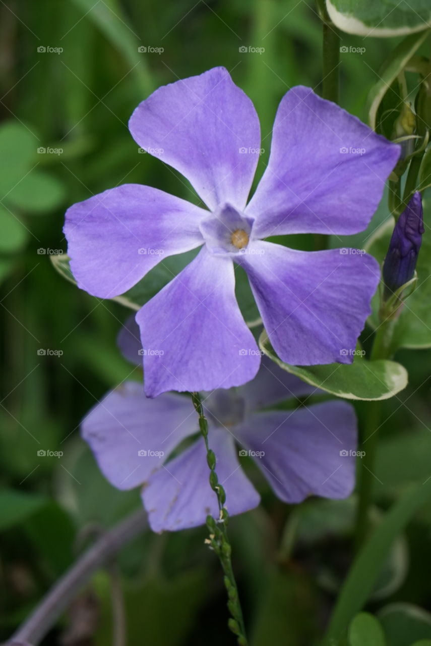 Bingleaf Periwinkle
Vinca  Major L.
Spring
California  flowers