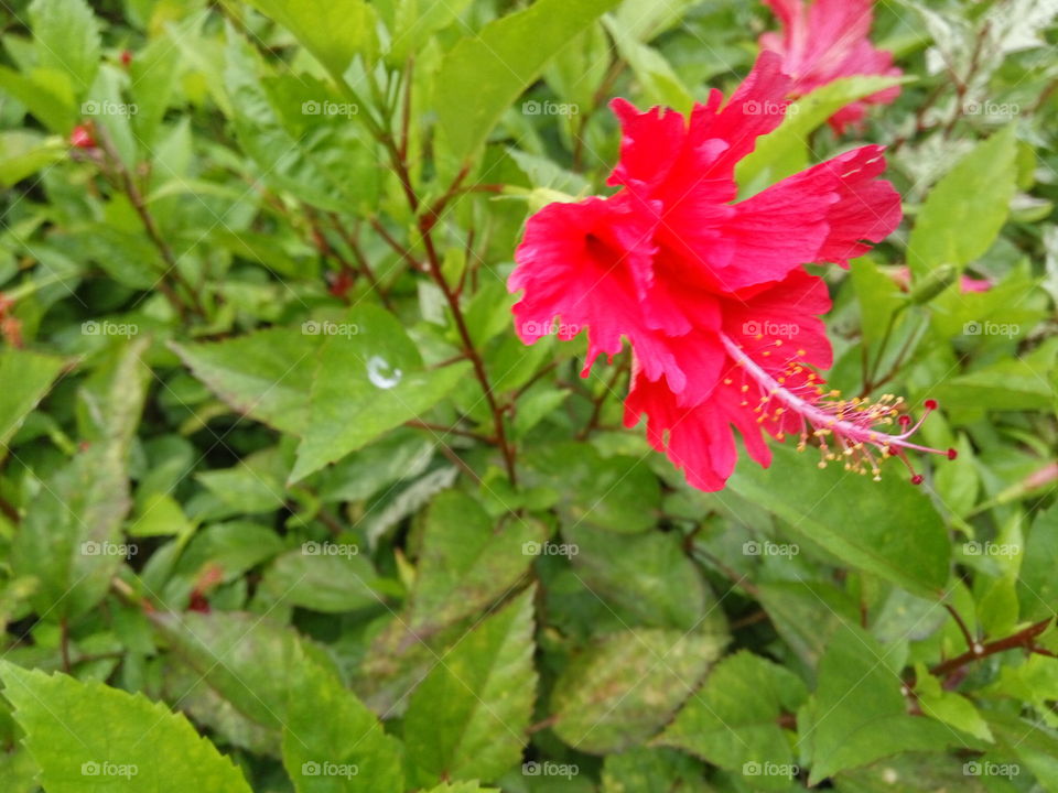 side view of red blooming flower among green plant.