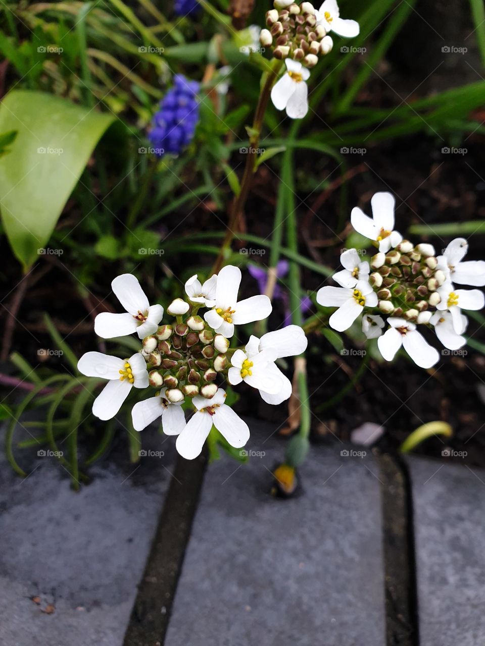 bright flowers in the spring