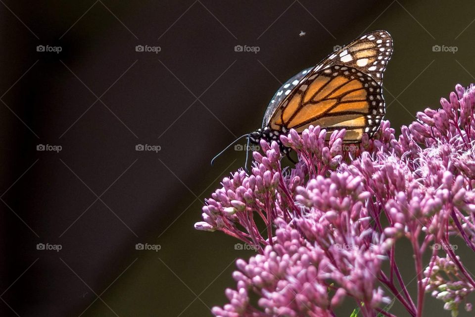 Monarch Butterfly on Pink