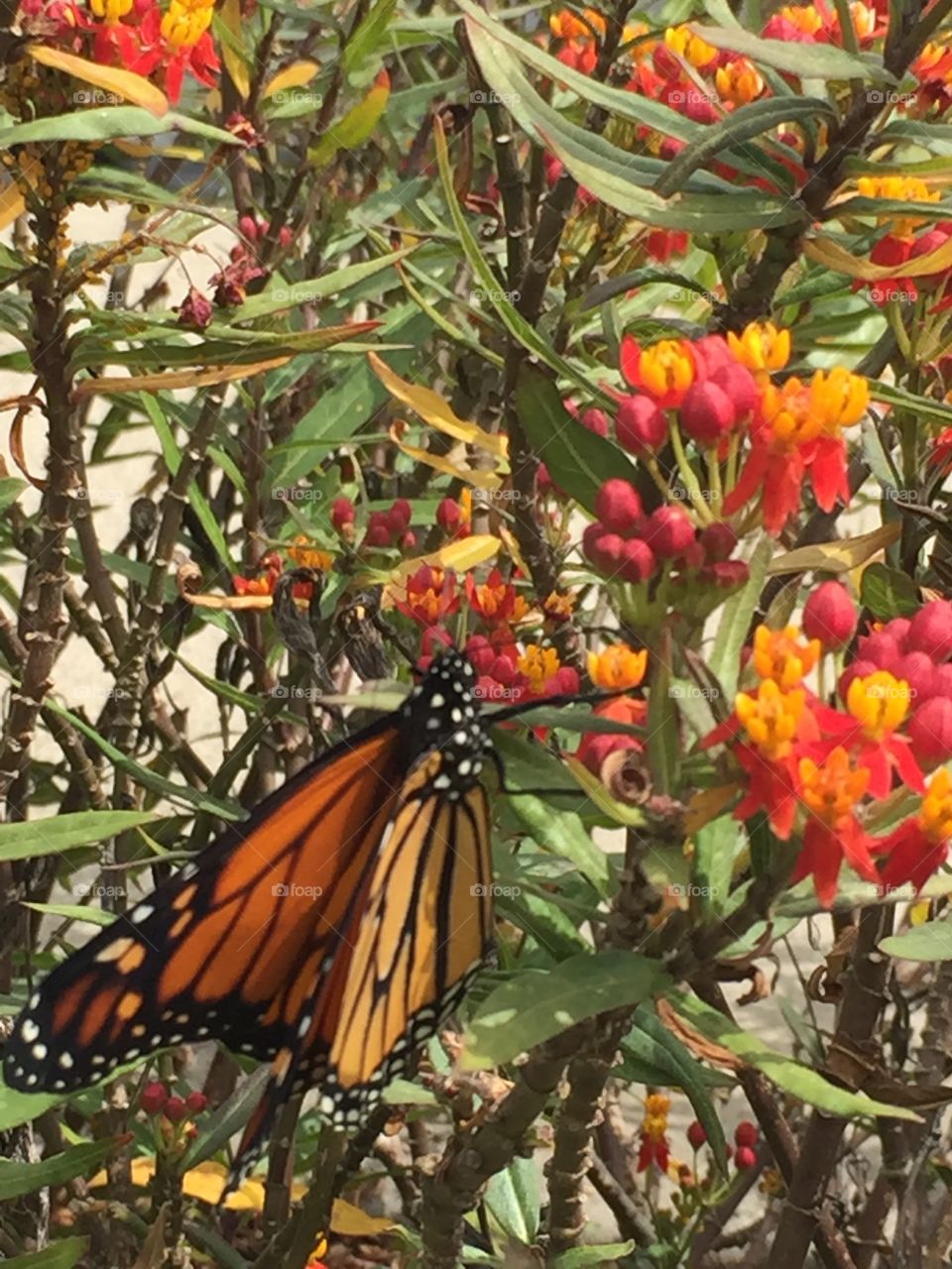 Monarch butterfly 