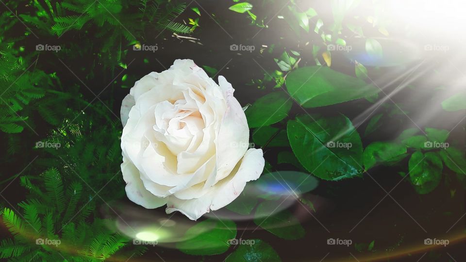 white rose