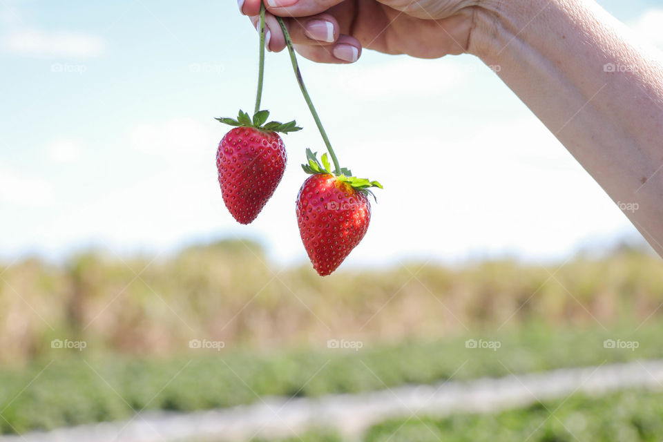 Strawberry fields forever