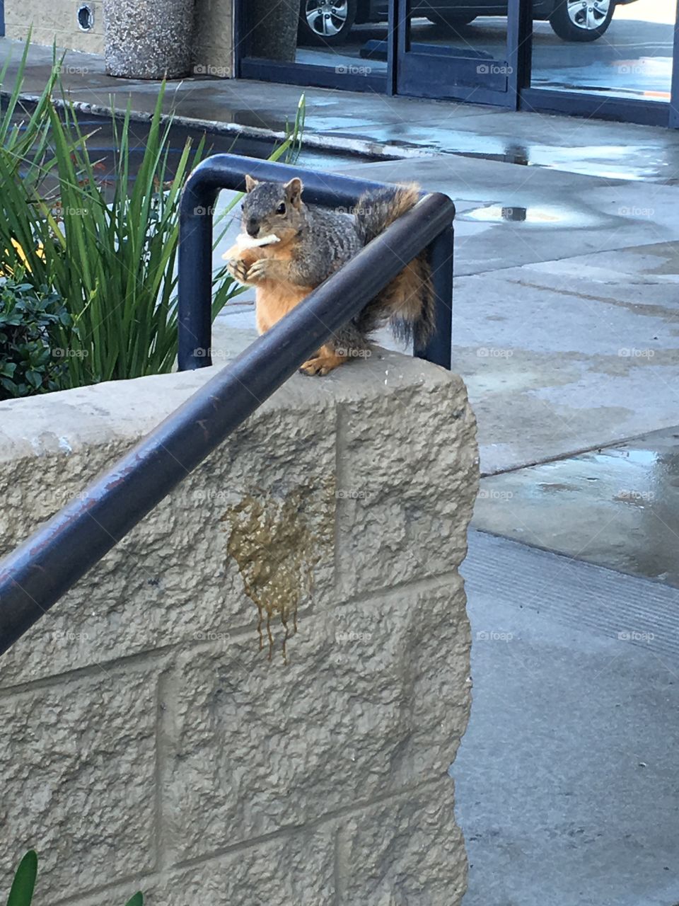 Hungry squirrel 