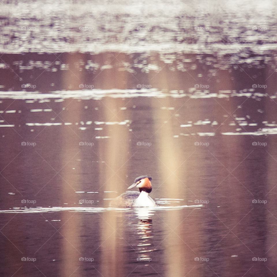 Water, Bird, Lake, Reflection, Pool