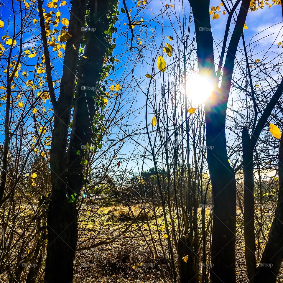 Fall, Tree, Wood, Leaf, Nature