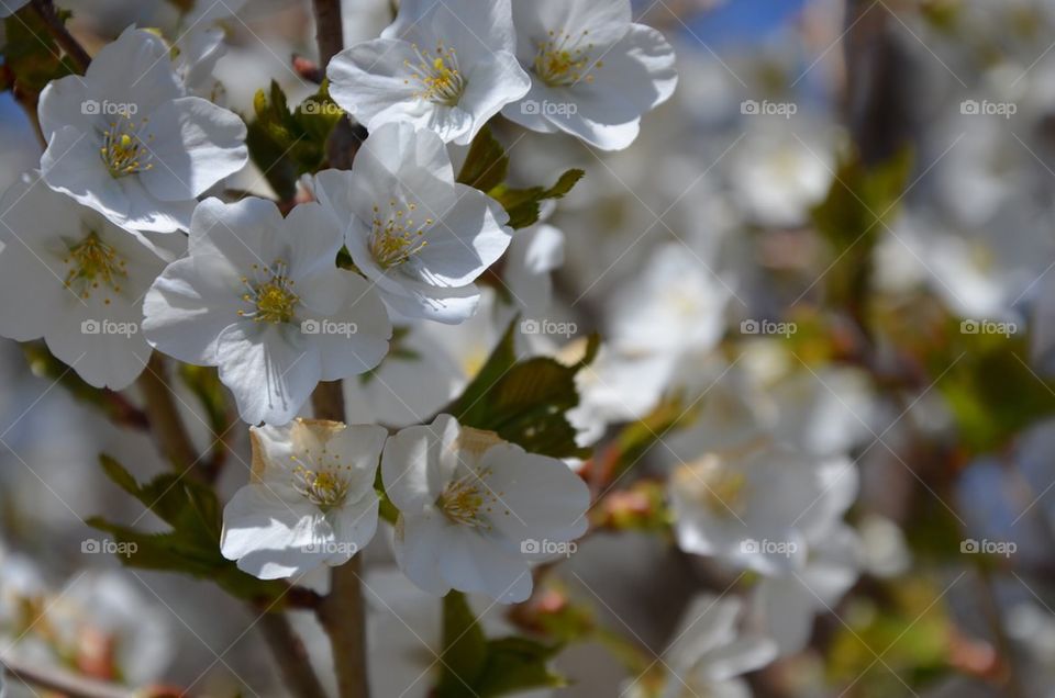 White flowers