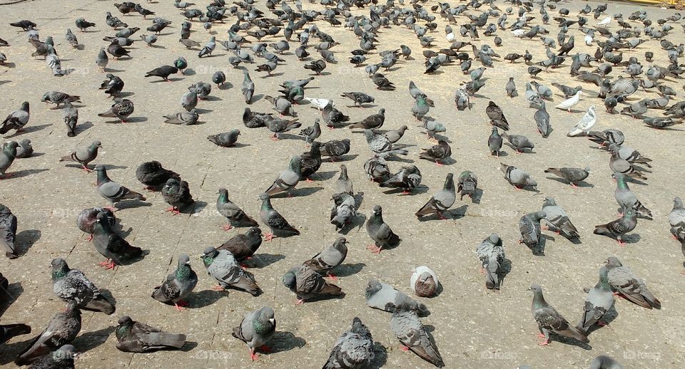 The group of pigeon