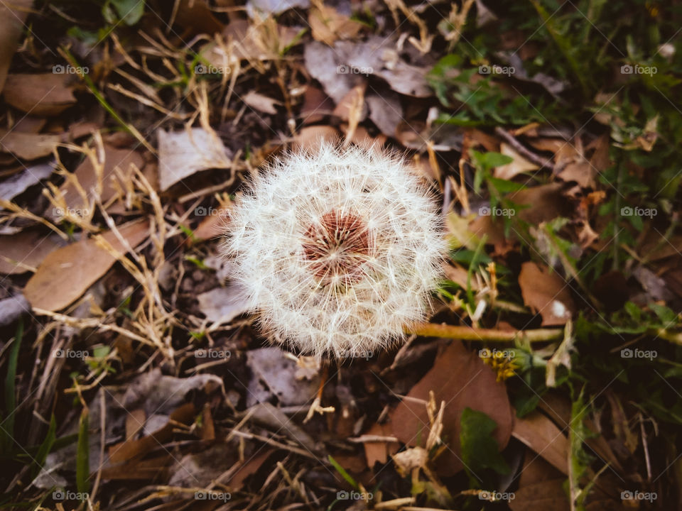 High angle view of Beautiful dandelion flowers