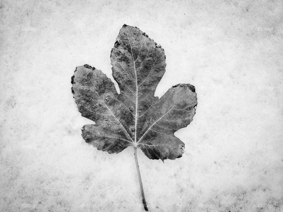 fig tree leaf on the ice background  , fine art , minimal concept