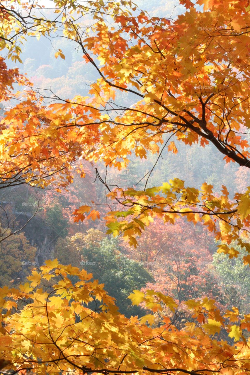 Picturesque autum forest on a sunny day