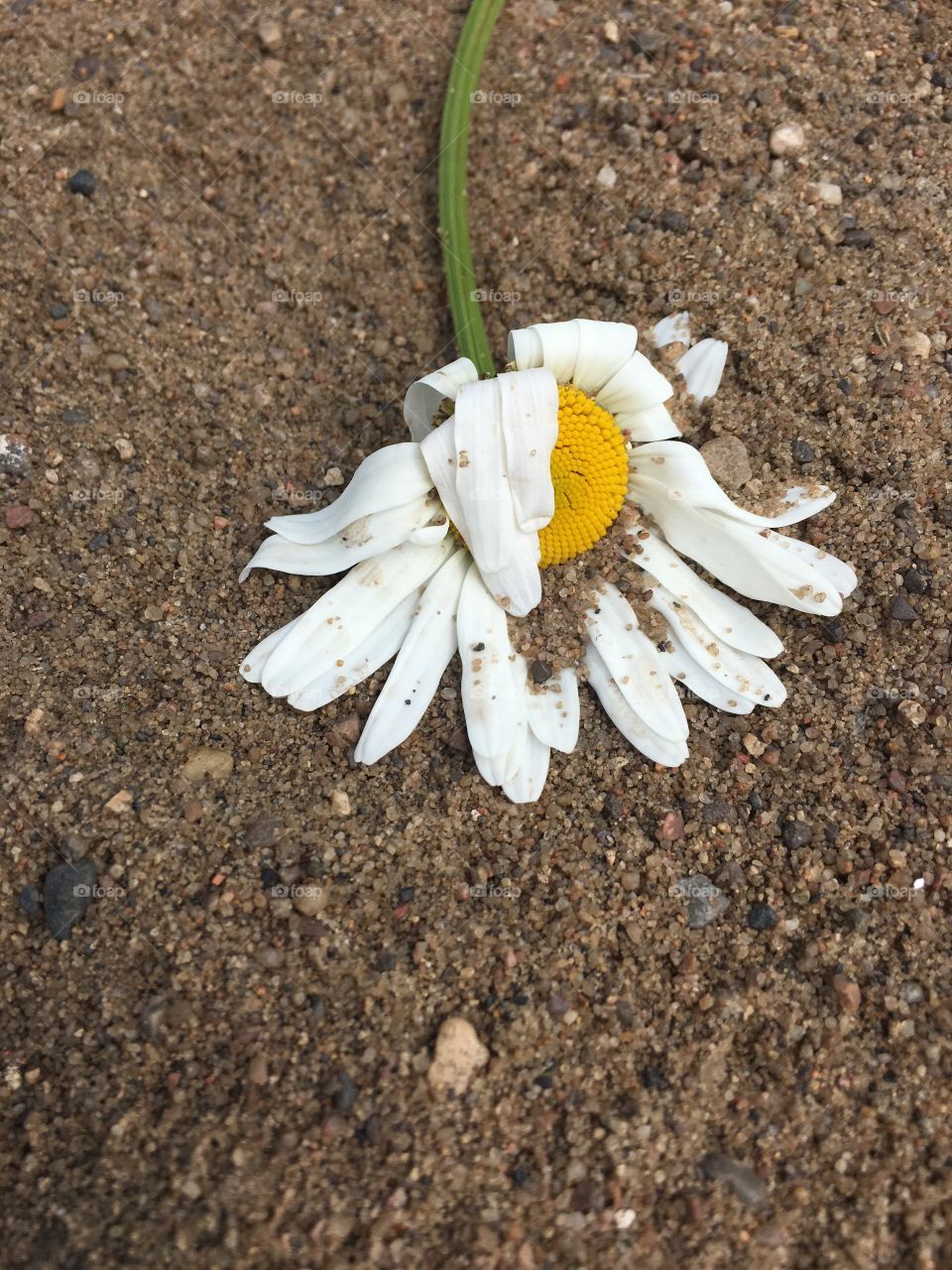 Flower in the sand 