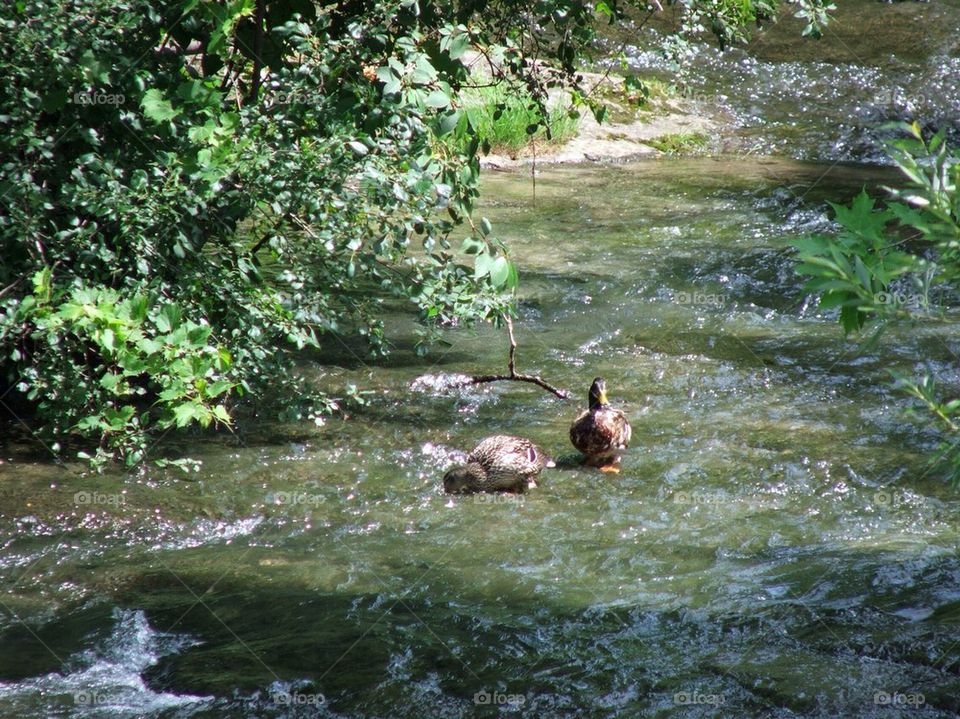 Wading around 