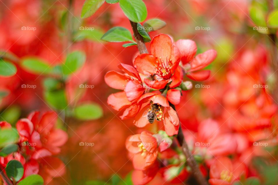 Complementary Colors, Red and Green