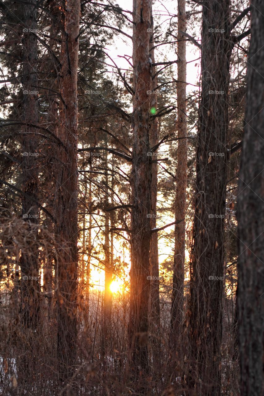 Sunset in the main forest